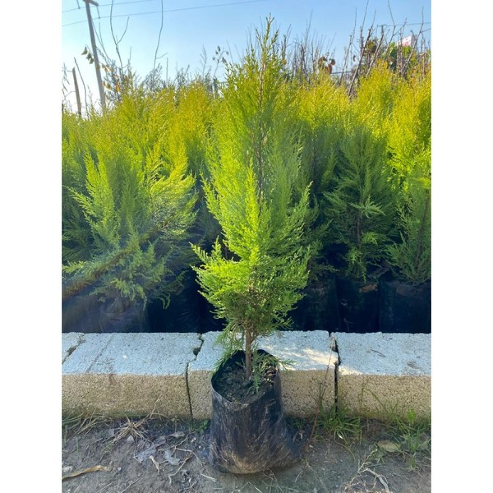 Fidanlıdan Tüplü Limon Servi Fidanı 80-90 cm Fidan Fiyatı