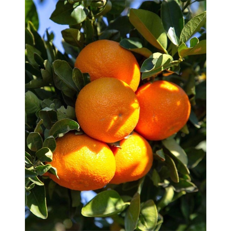 Fidanlıdan Tüplü Okitsu Erkenci Mandalina Fidanı Fidan Fiyatı