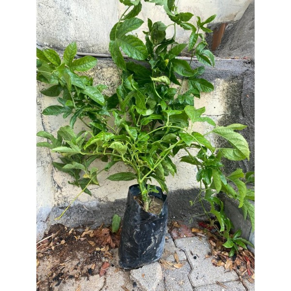 Fidanlıdan Tüplü Passiflora ( Çarkıfelek) Fidanı Fidan Fiyatı