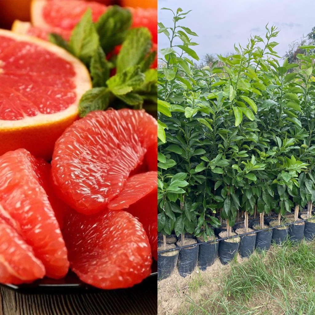 Fidanlıdan Tüplü Rio Red Greyfurt Fidanı Fidan Fiyatı
