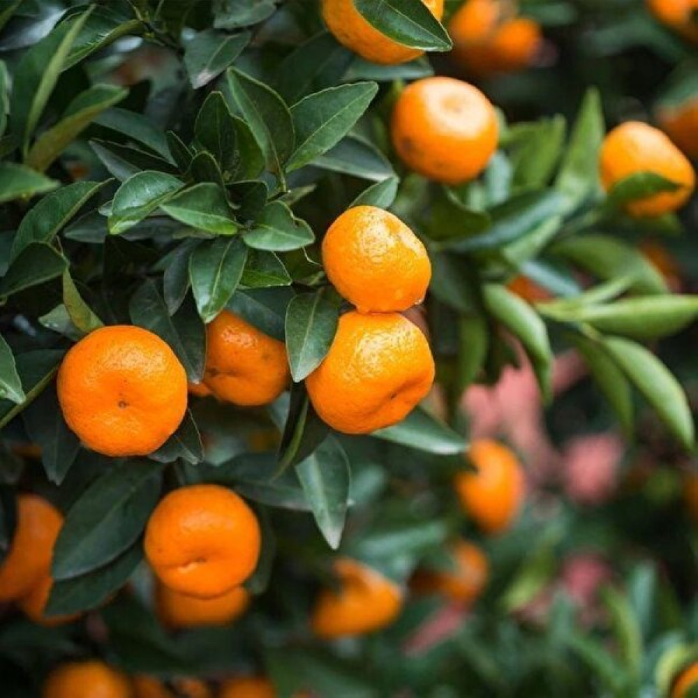Fidanlıdan Tüplü Satsuma ( Rize Mandalina ) Fidanı Fidan Fiyatı