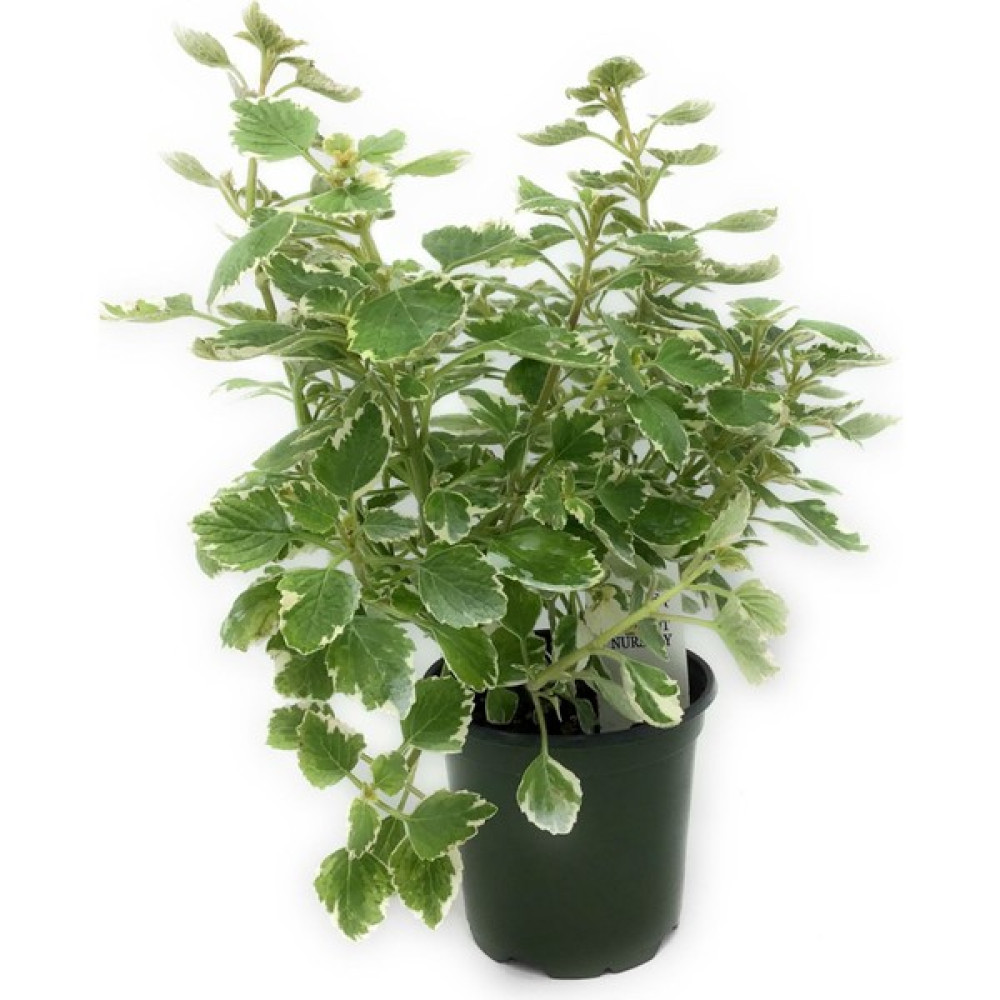 Fide İste Saksıda Alacalı Küba Kekiği Plectranthus Amboinicus Variegata 10-15 cm Oto Boyaları Fiyatı