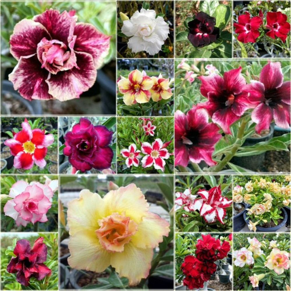Fide Tohum Adenium Obesum Ağacı Tohumları, Pembe, Kırmızı, Beyaz Karışık Renkler, Çöl Gülü, Tay Adenium Çiçeği - 5 Adet Tohum Fiyatı