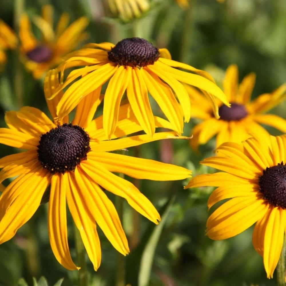 Fide Vadisi Afrika Papatyası Çiçek Tohumu 1 – Rudbeckia (~ Takribi 50 Tohum) - 50 Adet Oto Boyaları Fiyatı