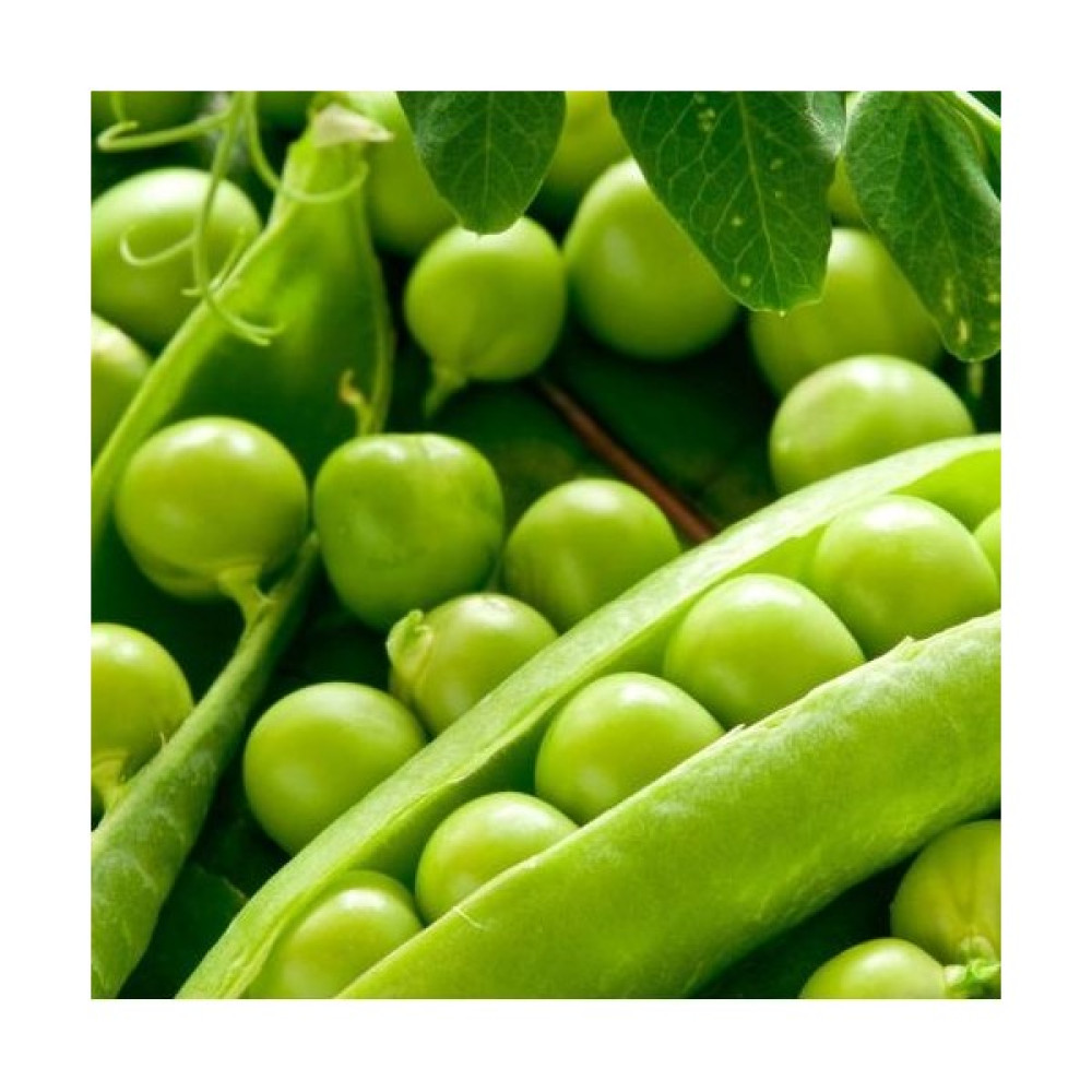 Fide Vadisi Bezelye Tohumu Tırabi Yaprak – 1 KG Tohum Fiyatı