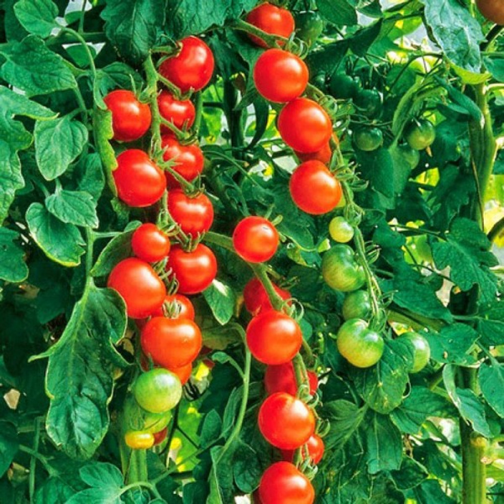 Fide Vadisi Domates Tohumu Cherry – 1 g ~ Takribi 150 Tohum - 1 gr Tohum Fiyatı