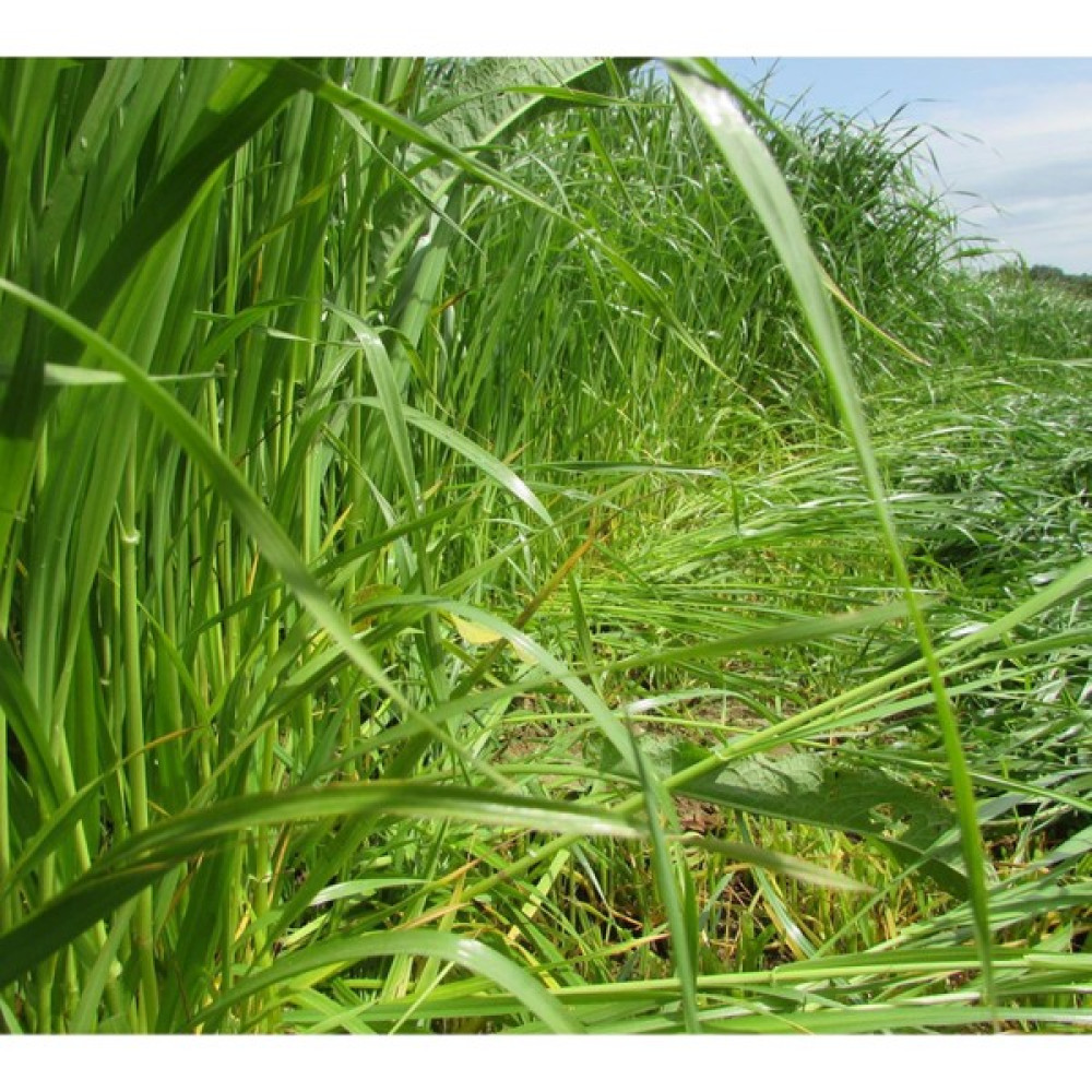 Fide Vadisi Notıon Süt Otu Tohumu Italian Ryegrass Reis 1kg - 10 gr Tohum Fiyatı