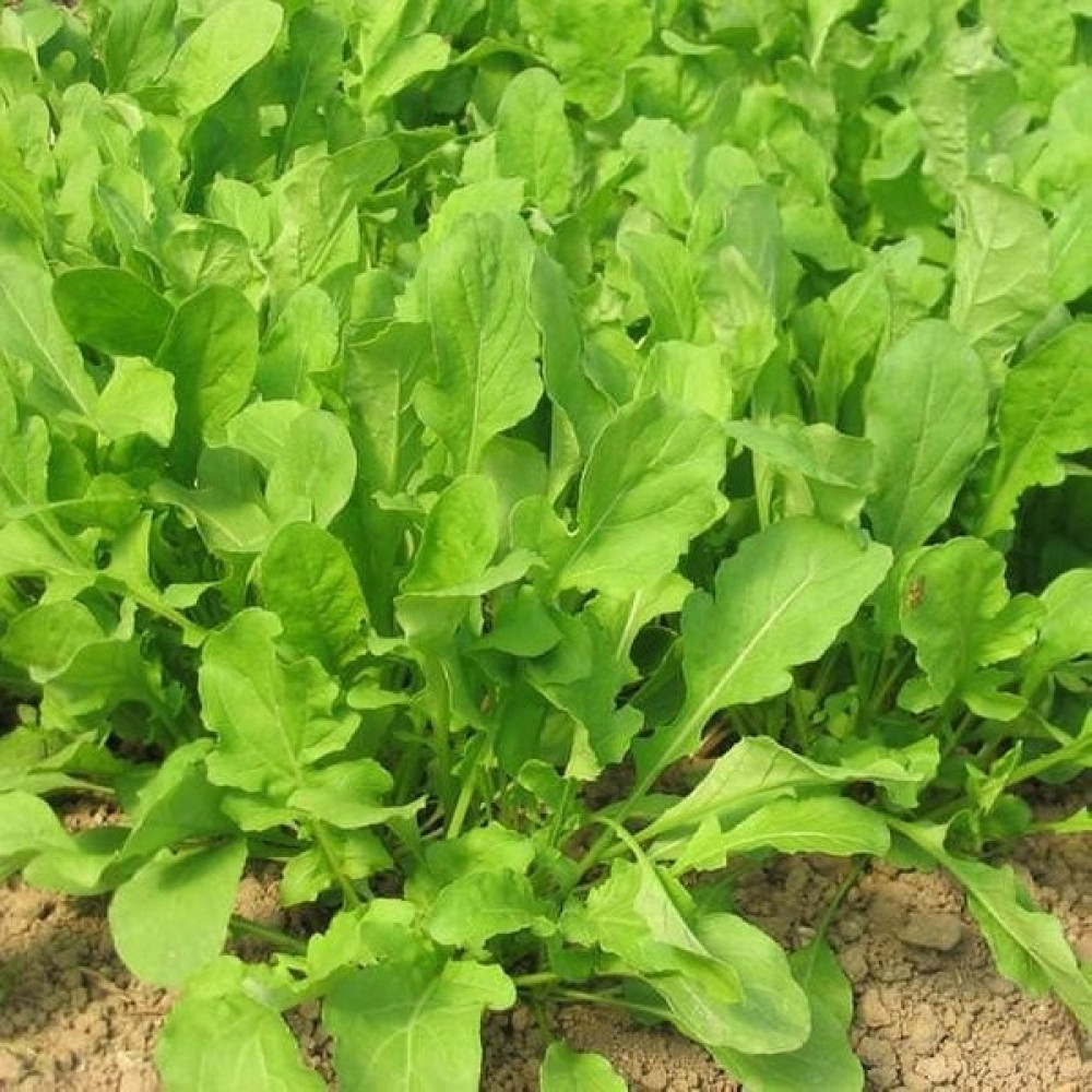 Fide Vadisi Tere Tohumu Toros Yeşili – 1kg - 1 kg Tohum Fiyatı