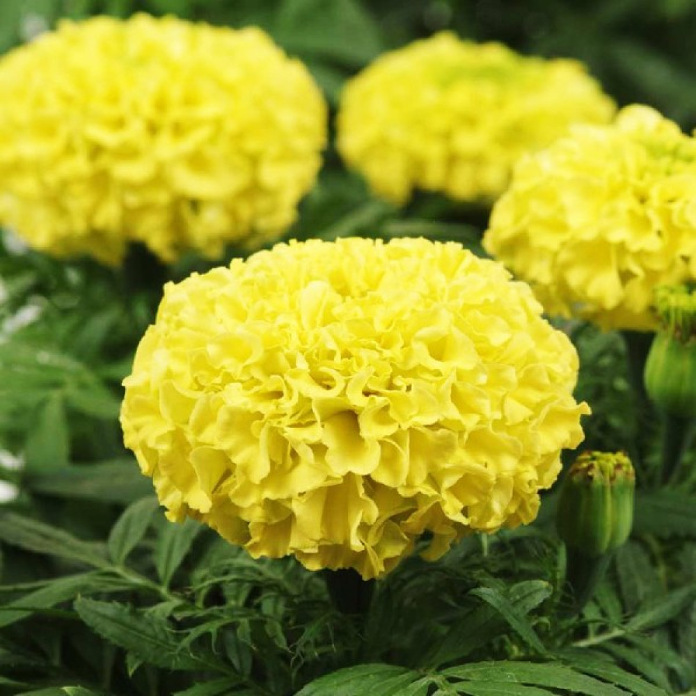 Fide Vadisi Top Kadife Çiçek Tohumu Sarı Renk – Tagetes Erecta Yellow (~ Takribi 50 Tohum) - 50 Adet Tohum Fiyatı