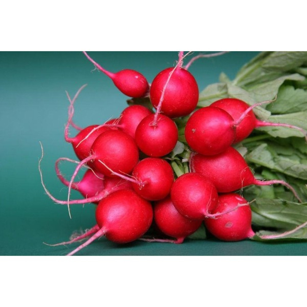 Fide Vadisi Turp Tohumu Fındık Cherry Belle – 25g ~ Takribi 1500 Tohum - 25 gr Tohum Fiyatı