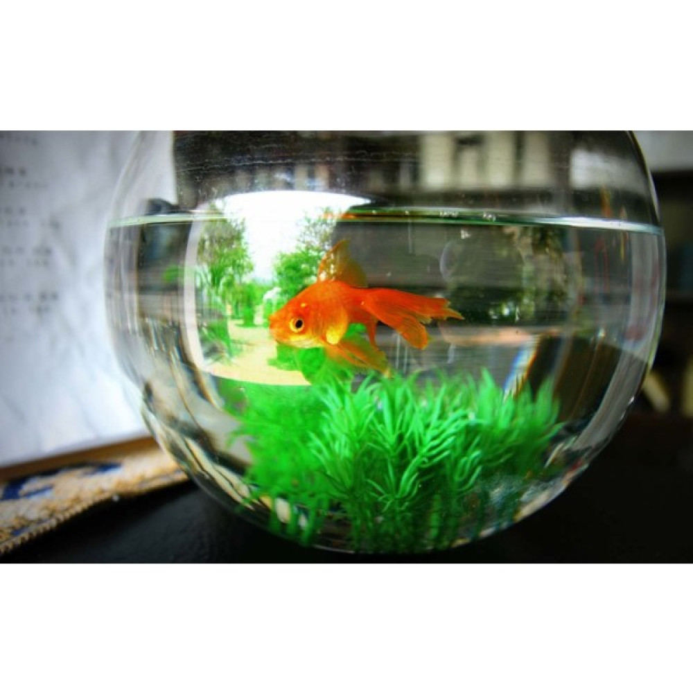 Fish Center Paşabahçe Fanus Evcil Hayvan Ürünleri Fiyatı