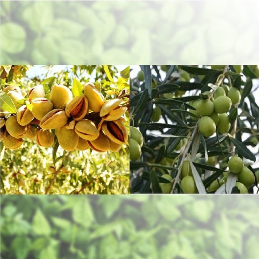 Fitaş Fidancılık Tüplü Aşılı Badem + Gemlik Zeytin Fidanı - 2 Yaş Fidan Fiyatı