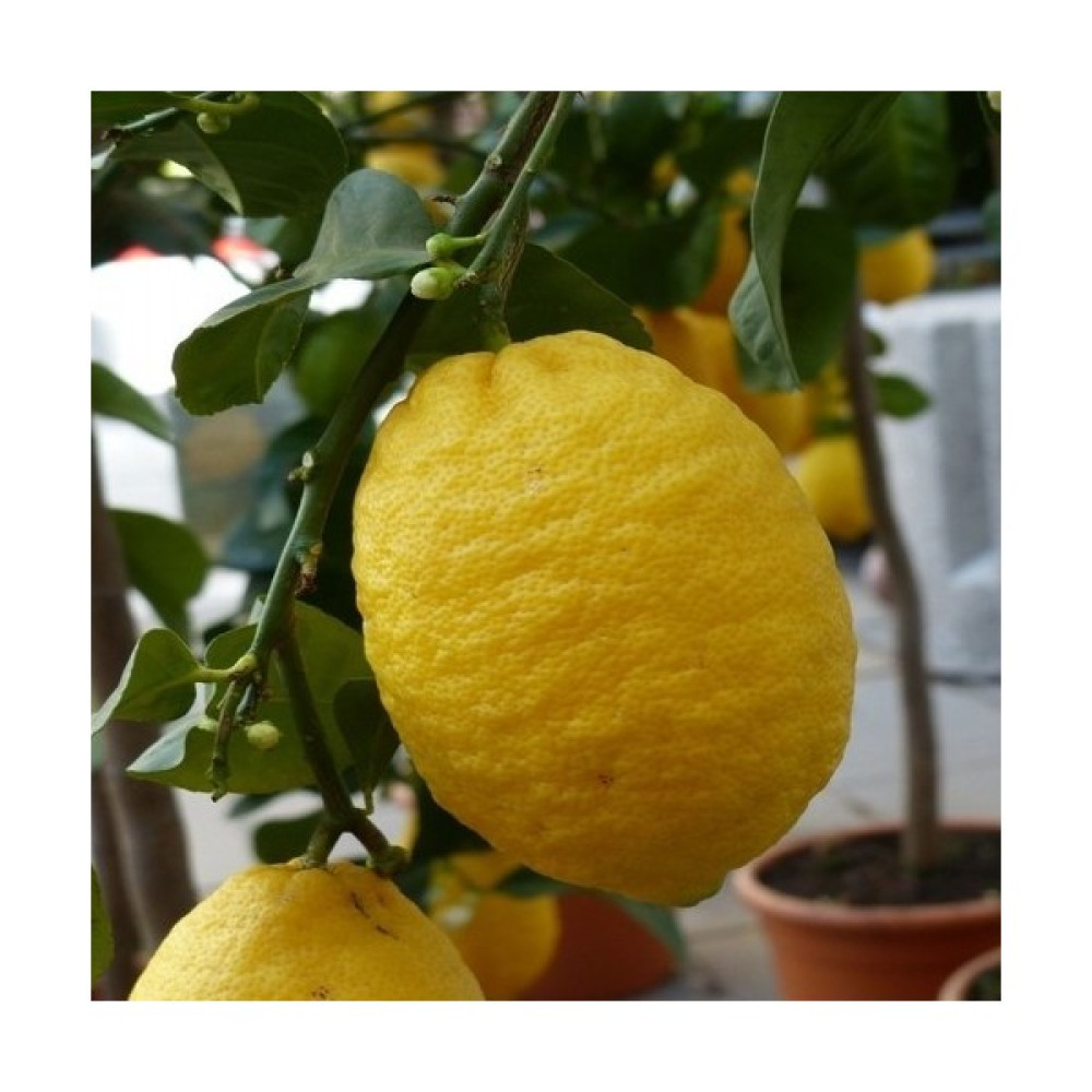 Fitaş Fidancılık Tüplü Aşılı Bodur Saksılık Zagara Bianca Limon Fidanı Fidan Fiyatı
