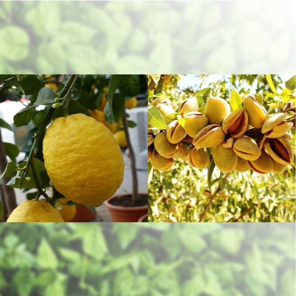 Fitaş Fidancılık Tüplü Aşılı Limon + Badem Fidanı - 2 Yaş Fidan Fiyatı
