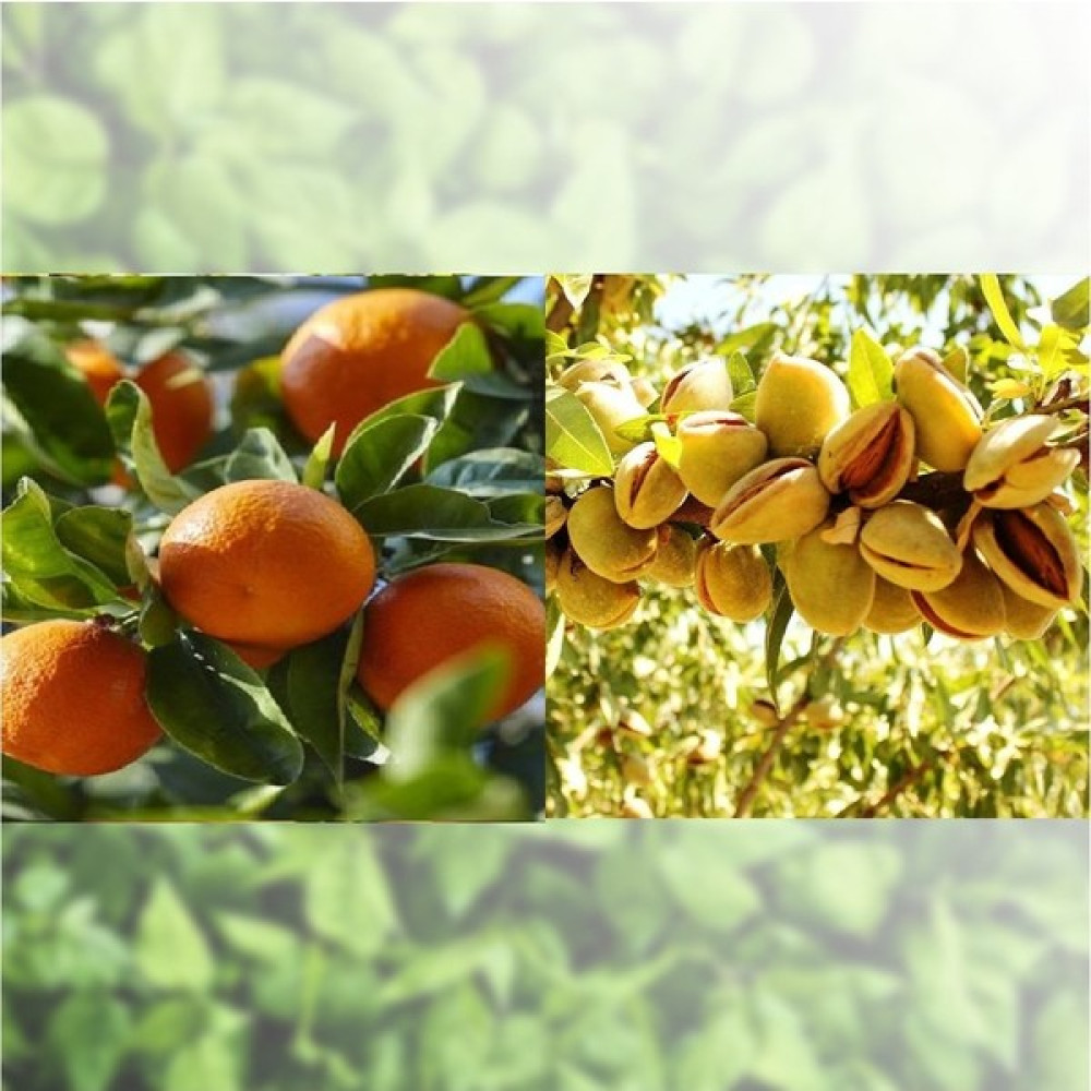 Fitaş Fidancılık Tüplü Aşılı Mandalina + Badem Fidanı - 2 Yaş Fidan Fiyatı