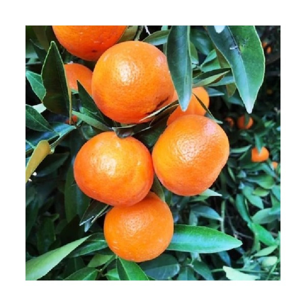 Fitaş Fidancılık Tüplü Aşılı Nova Mandalina Fidanı - 2 Yaş 100-120 cm Fidan Fiyatı