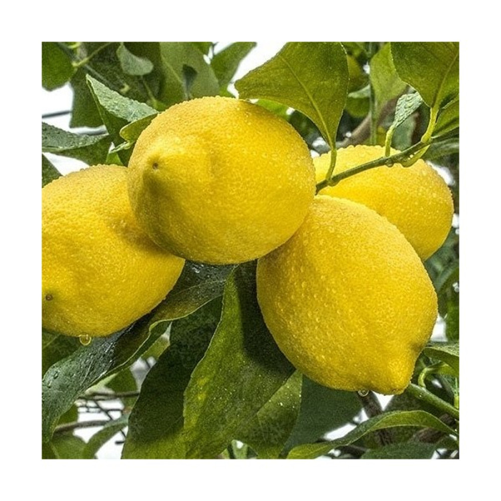 Fitaş Fidancılık Tüplü Aşılı Zagara Bianca Limon Fidanı - 2 Yaş 100-120 cm Fidan Fiyatı
