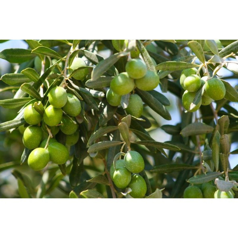 Fitaş Fidancılık Tüplü Gemlik Zeytin Fidanı - 2 Yaş Fidan Fiyatı