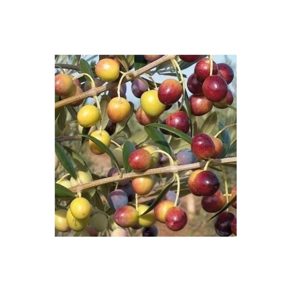 Fitaş Fidancılık Tüplü Gemlik Zeytin Fidanı - 4 Yaş (80-100 Cm) Fidan Fiyatı
