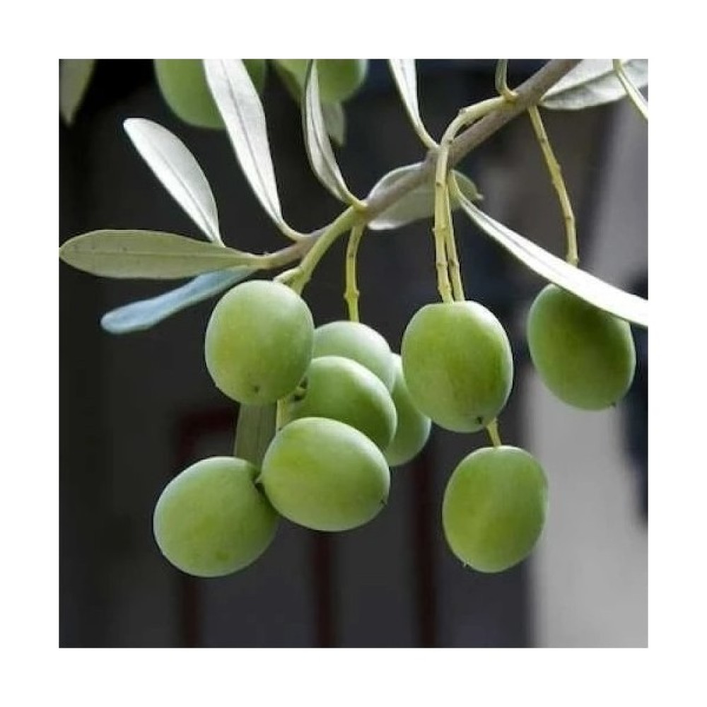 Fitaş Fidancılık Tüplü Halhalı Zeytin Fidanı Yaş 2 Boy 80 cm Oto Boyaları Fiyatı