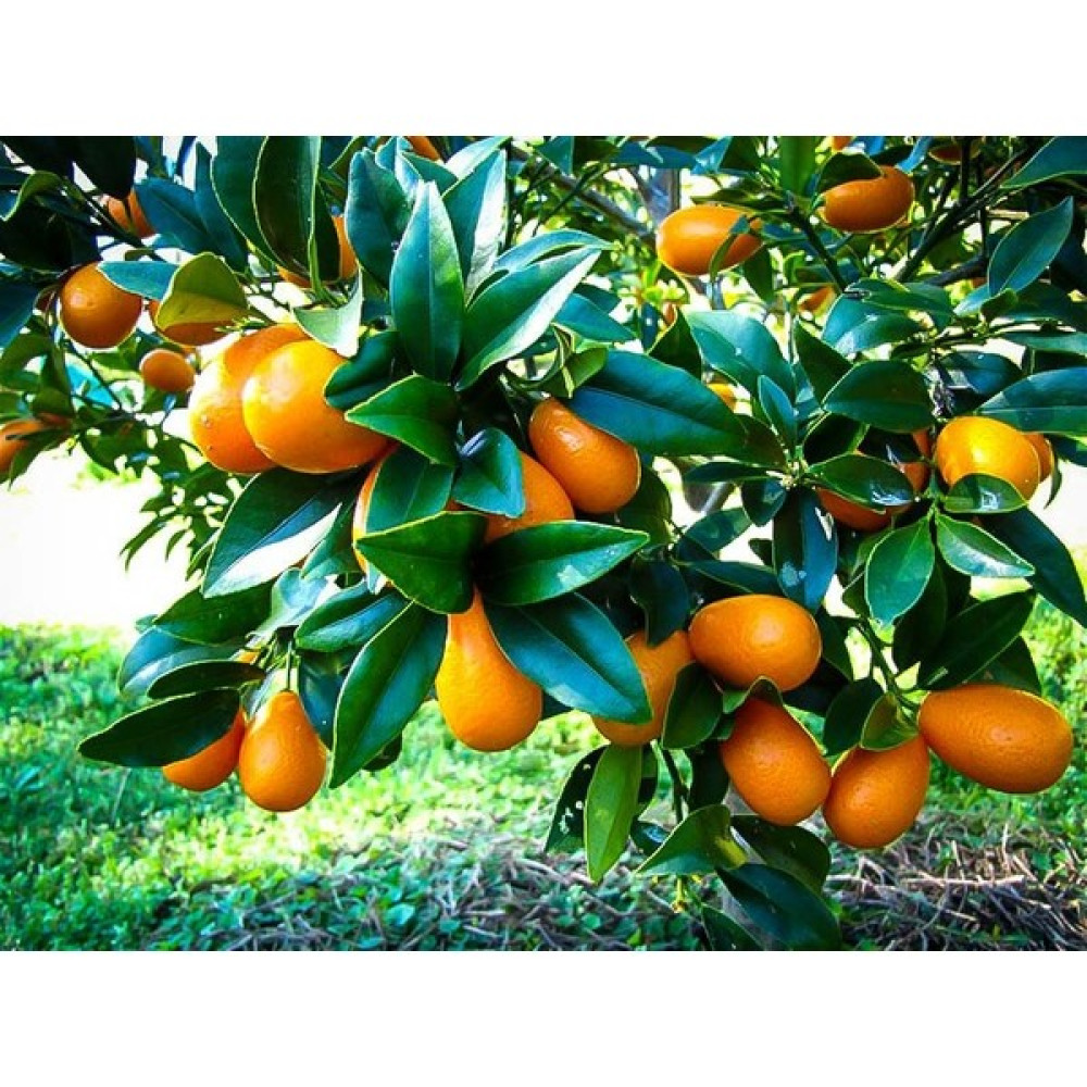 Fitaş Fidancılık Tüplü Meyveli Kamkat Fidanı - 3 Yaş (60-70 Cm) Fidan Fiyatı
