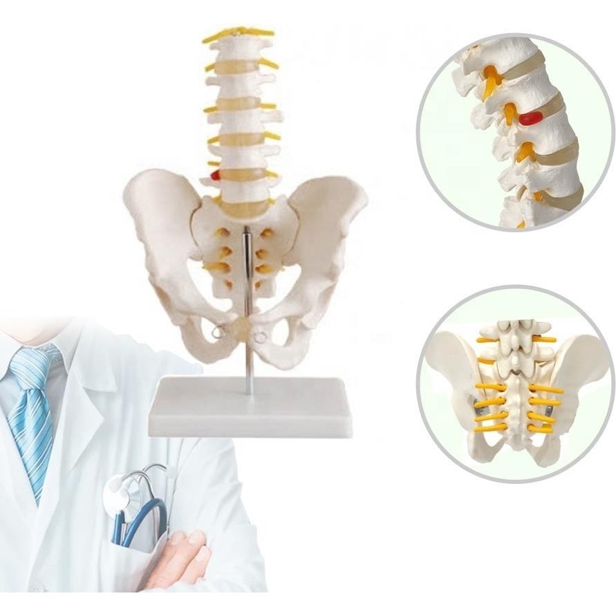 Fizyofiplus Omurga Pelvis Maketi Model 25 Diğer Fiyatı