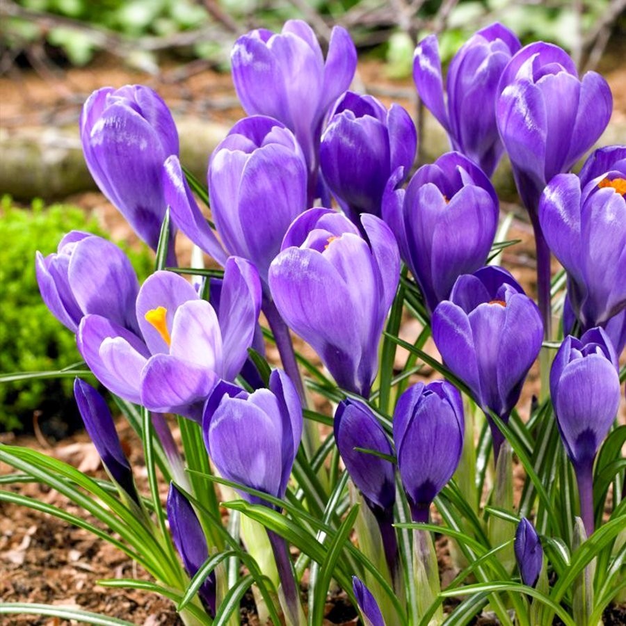 Floramut Açık Mor Grand Maitre Çiğdem Soğanı-5 Adet Bitki Fiyatı