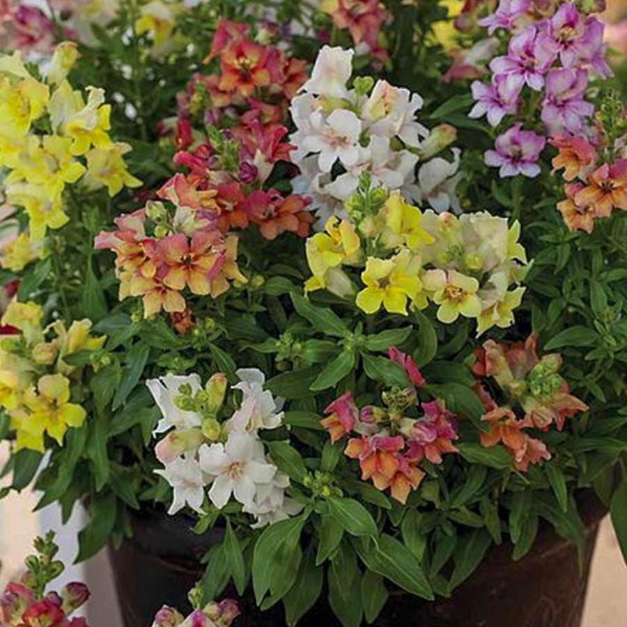 Floramut Antırrhınum Majus Aslanağzı Çiçeği Tohumu-50 Tohum - 50 Adet Diğer Fiyatı