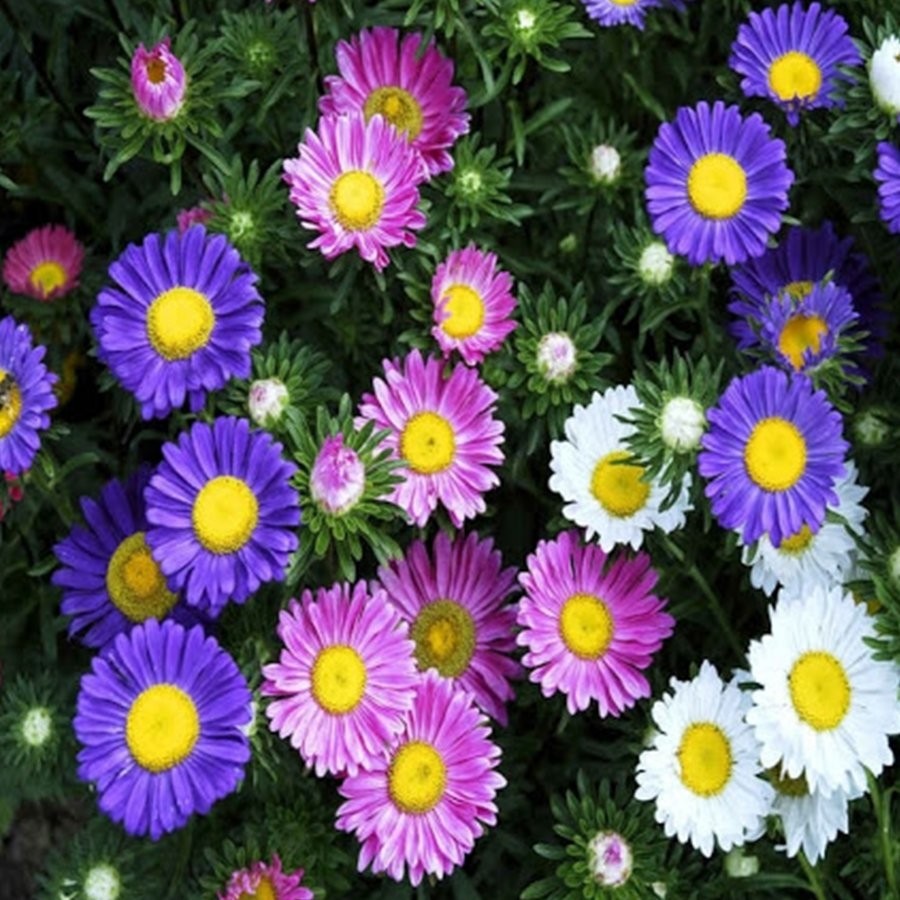 Floramut Dilber Kirpiği Yıldız Patı Çiçeği Tohumu-50 Tohum - 50 Adet Tohum Fiyatı