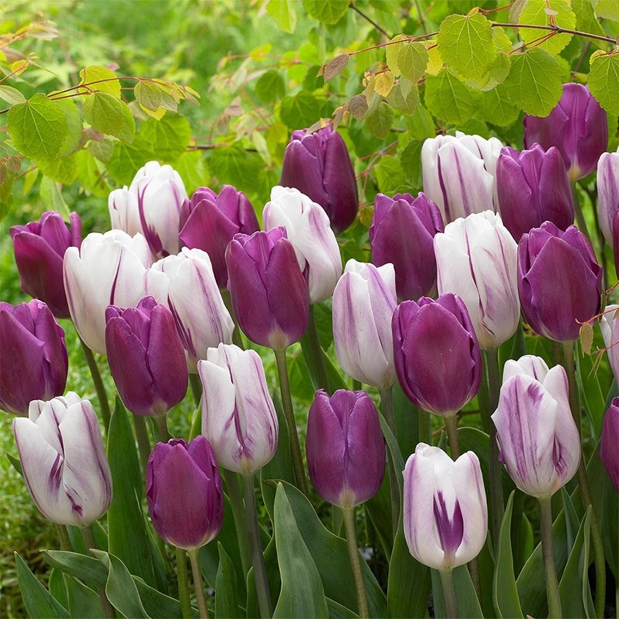 Floramut Flaming Flag Mor Lale Soğanı-5 Adet Diğer Fiyatı