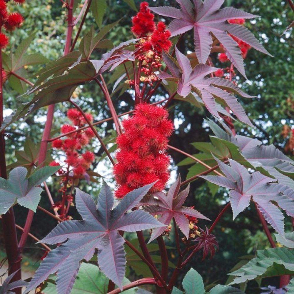 Floramut Hint Yağı Kene Çiçeği Tohumu-5 Tohum - 5 kg Tohum Fiyatı