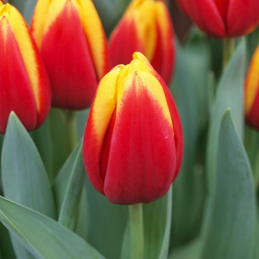 Floramut Jan Seignette Sarı Kırmızı Lale Soğanı-5 Adet Diğer Fiyatı