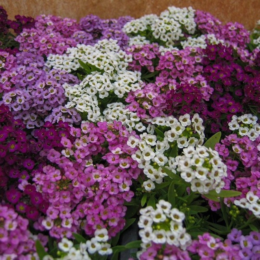 Floramut - Karışık Alisyum Çiçeği Tohumu-50 Tohum - 50 Adet Tohum Fiyatı