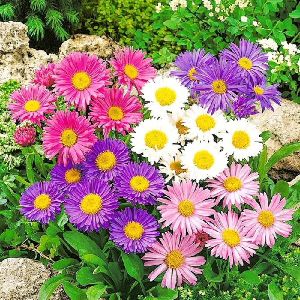 Floramut Karışık Aster Çiçeği Tohumu-50 Tohum - 50 Adet Tohum Fiyatı