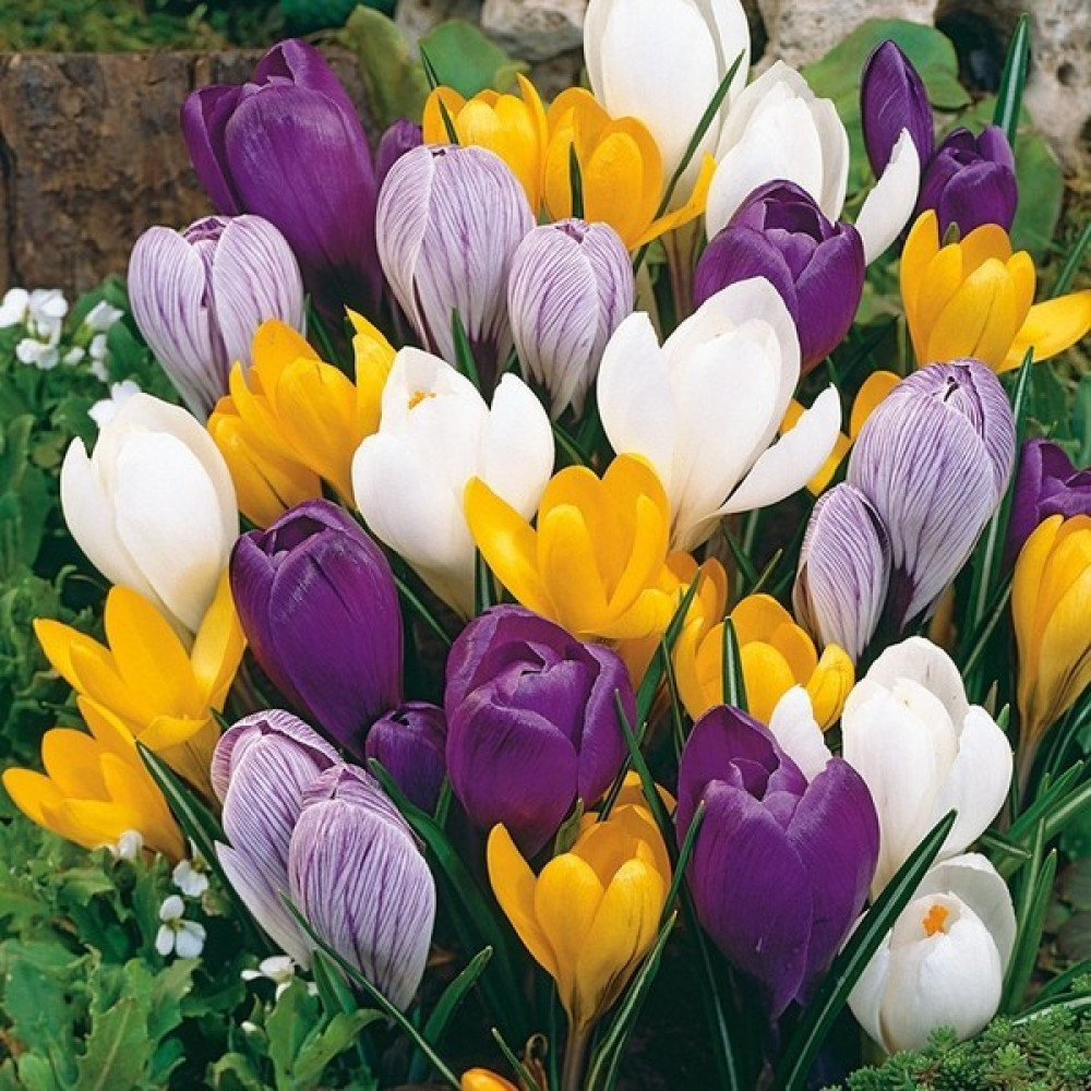 Floramut Karışık Mix Çiğdem Soğanı Paketi-10 Adet - 19 Bitki Fiyatı