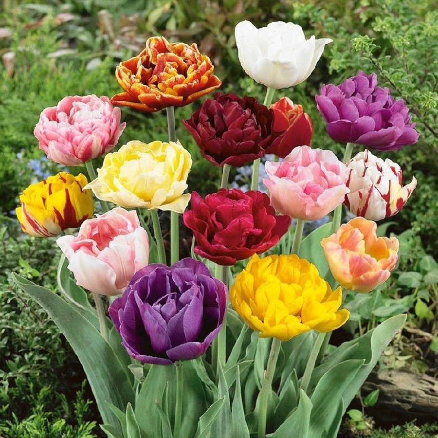Floramut - Katmerli Karışık Lale Soğanı Paketi-5 Adet Diğer Fiyatı