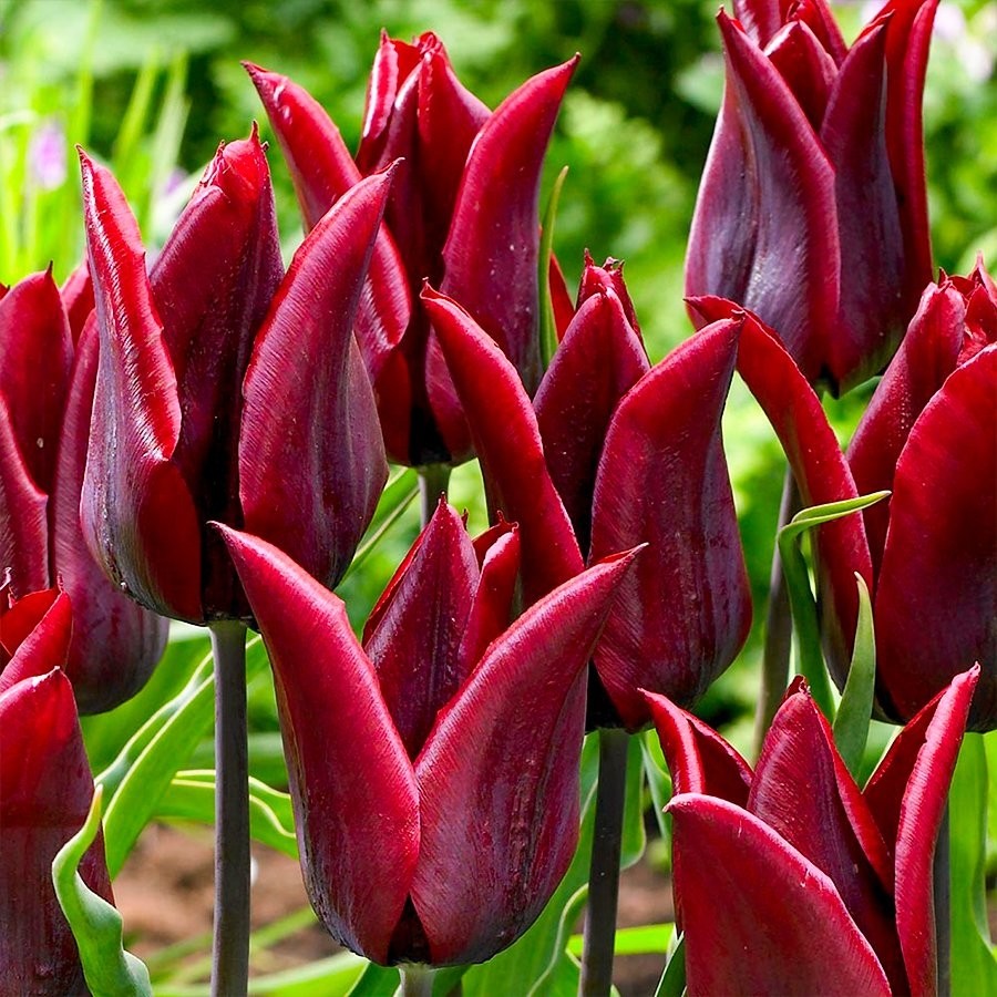 Floramut Koyu Kırmızı Jennie Burchart Sivri Uçlu Lale Soğanı-5 Adet Diğer Fiyatı