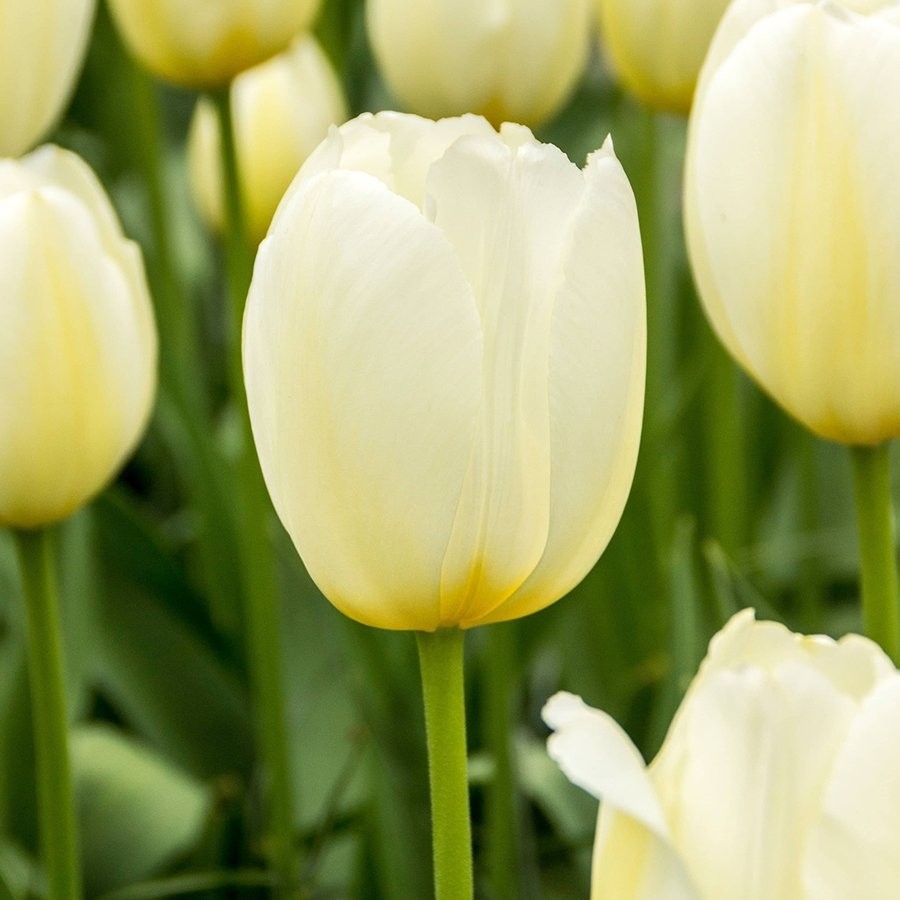 Floramut Pays Bass Krem Beyaz Lale Soğanı-5 Adet Diğer Fiyatı