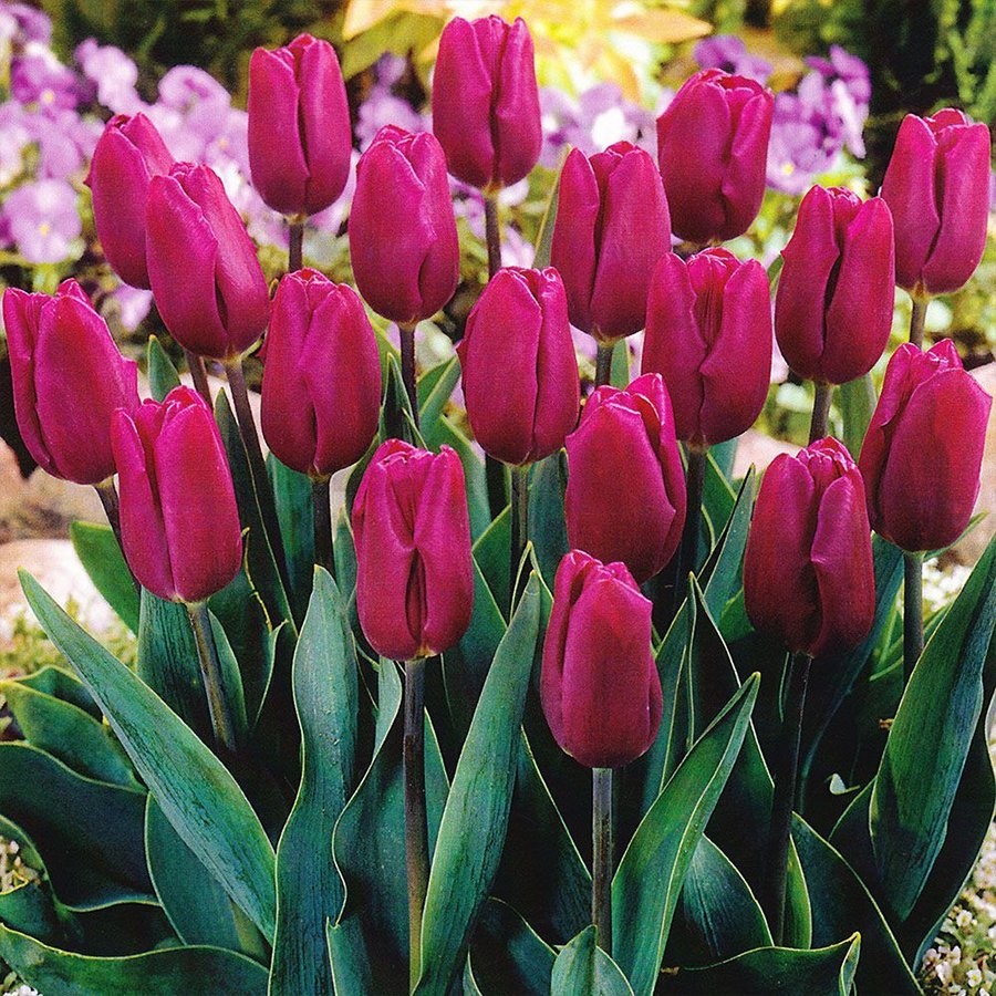 Floramut Purple Flag Mor Lale Soğanı-5 Adet Diğer Fiyatı