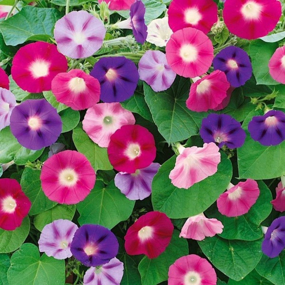 Floramut Sabah Sefası Çiçeği Tohumu-50 Tohum - 50 Adet Tohum Fiyatı
