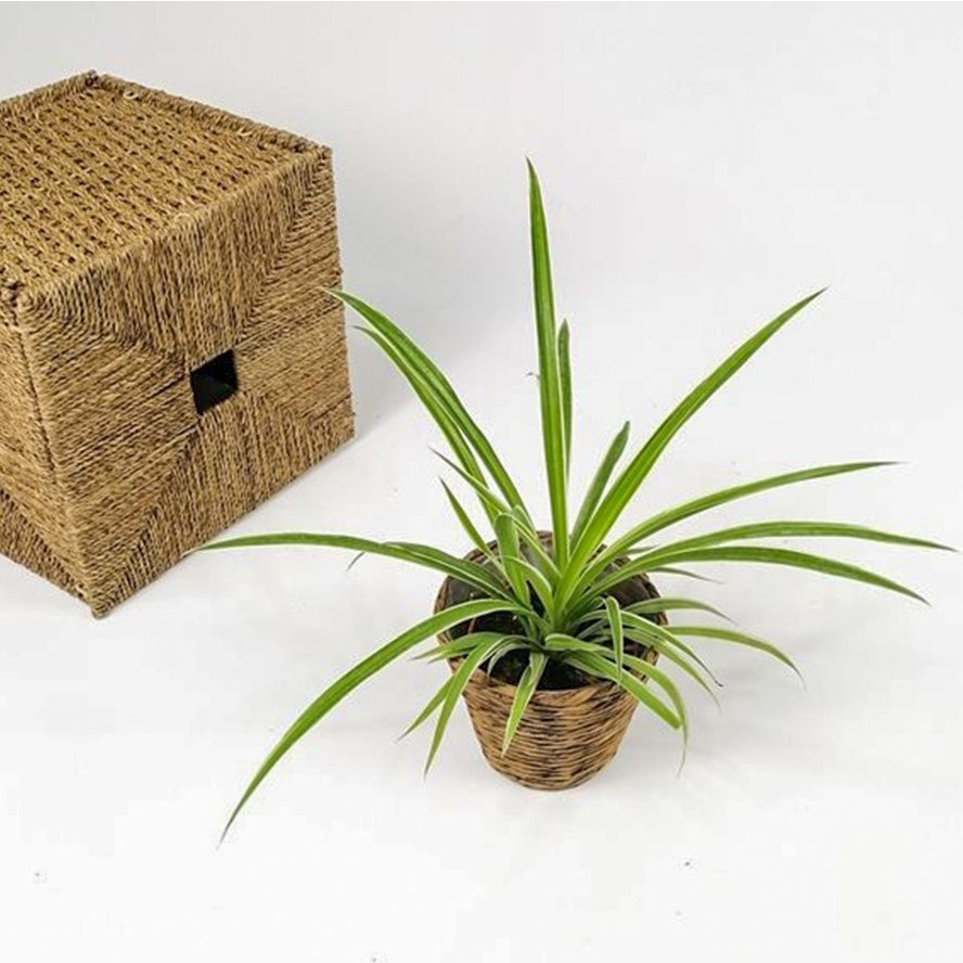 Floramut Saksıda Hava Temizleyen Kurdela Bitkisi Fidesi 10-20 cm - 39 Saksı ve Aksesuarları Fiyatı