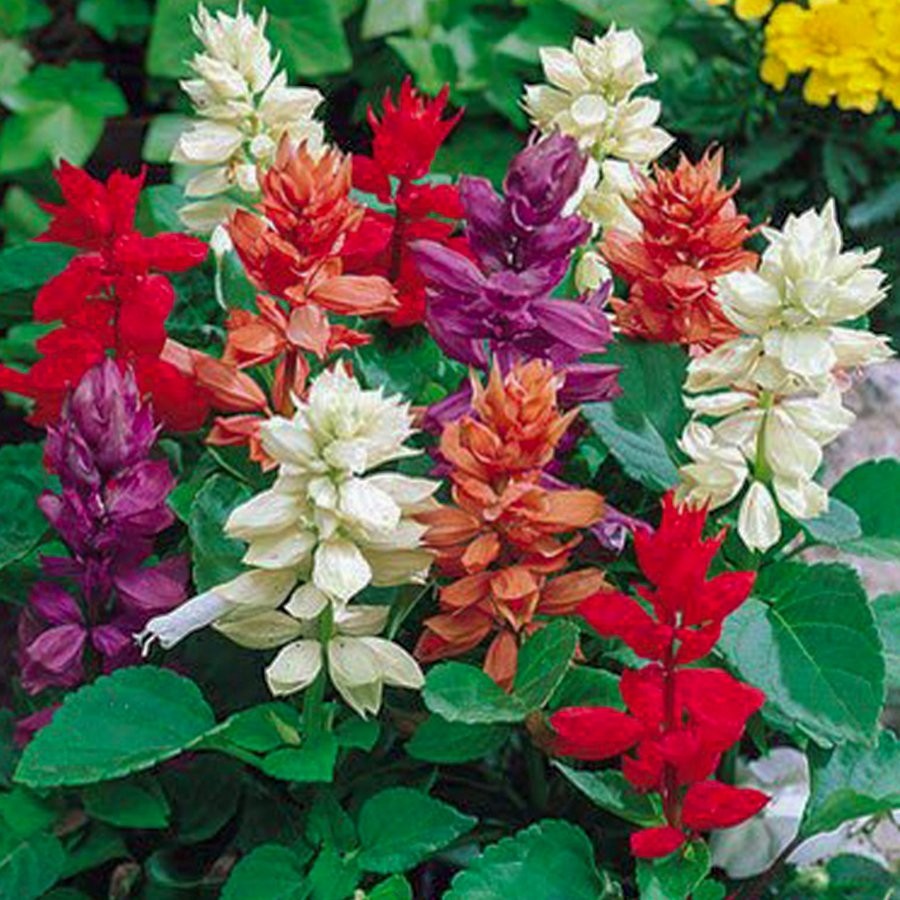 Floramut - Salvia Mix Ateş Çiçeği Tohumu-20 Tohum - 20 Adet SSD / Solid State Drive Fiyatı