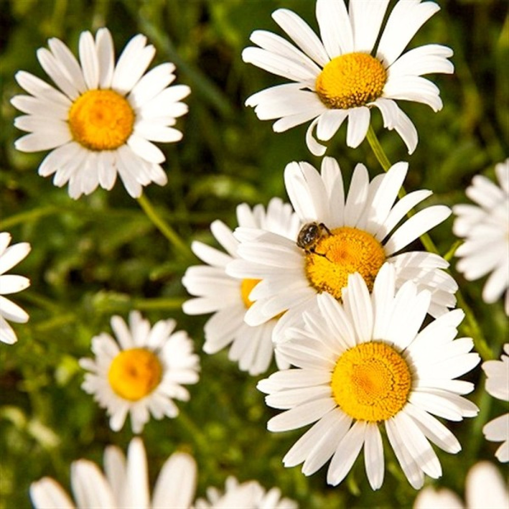 Floramut Tıbbi Aromatik Papatya Çiçeği TOHUMU-100 Tohum - 100 Adet Tohum Fiyatı