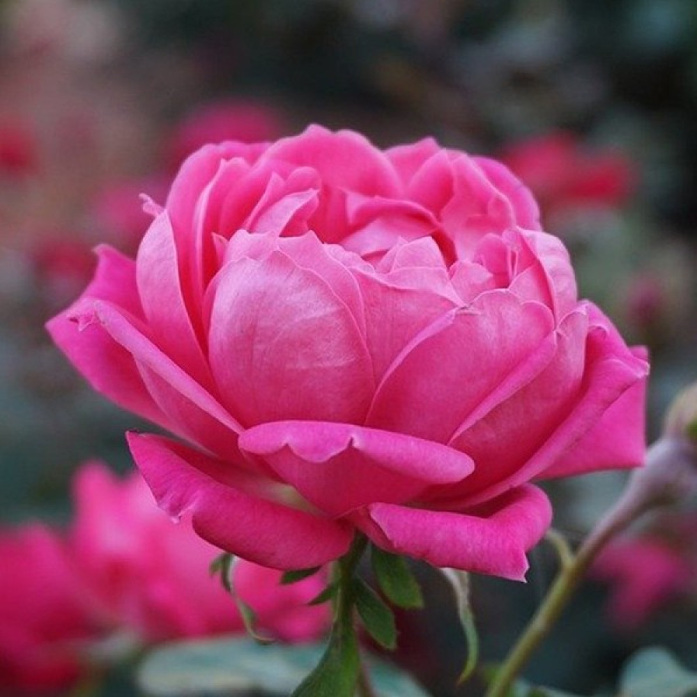 Floramut Tüplü Gül Suyu Yapılabilen Pembe Gül Fidanı Fidan Fiyatı