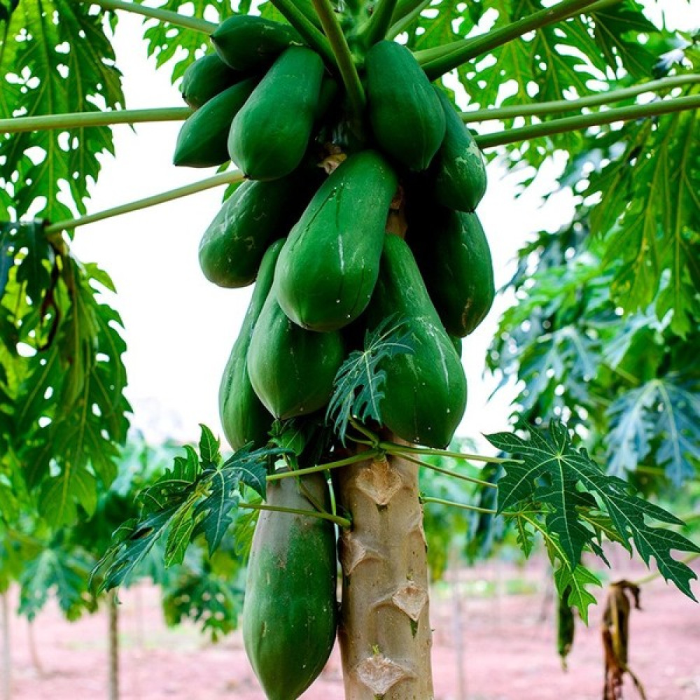 Floramut Tüplü Papaya Kavun Ağacı Fidanı Fidan Fiyatı