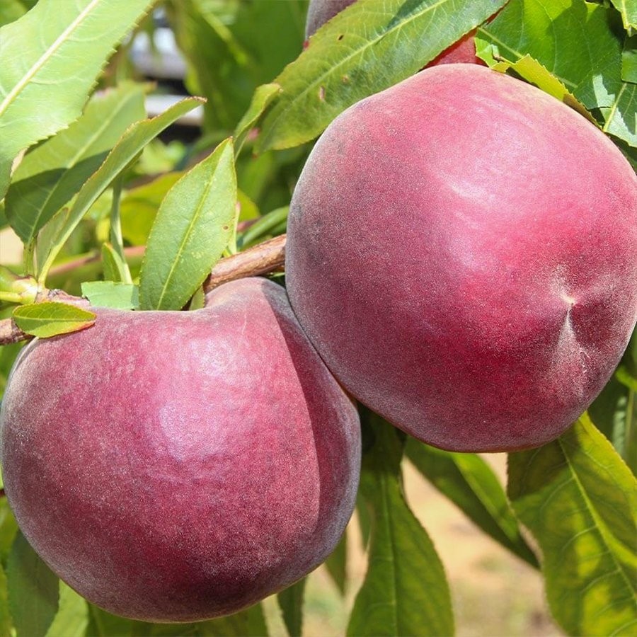 Floramut Tüplü Yarı Bodur Lezzetli Gloheaven Şeftali Fidanı Diğer Fiyatı