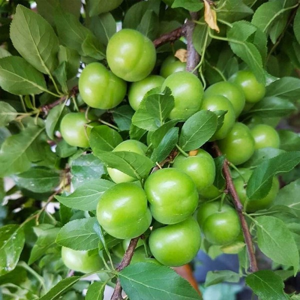 Floramut Tüplü Yarı Bodur Sulu Can Erik Fidanı Fidan Fiyatı