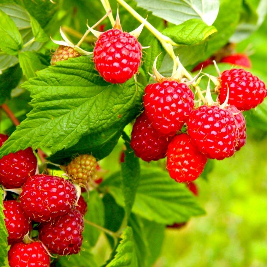 Floramut Tüplü Yediveren Willamette Ahududu Fidanı Fidan Fiyatı