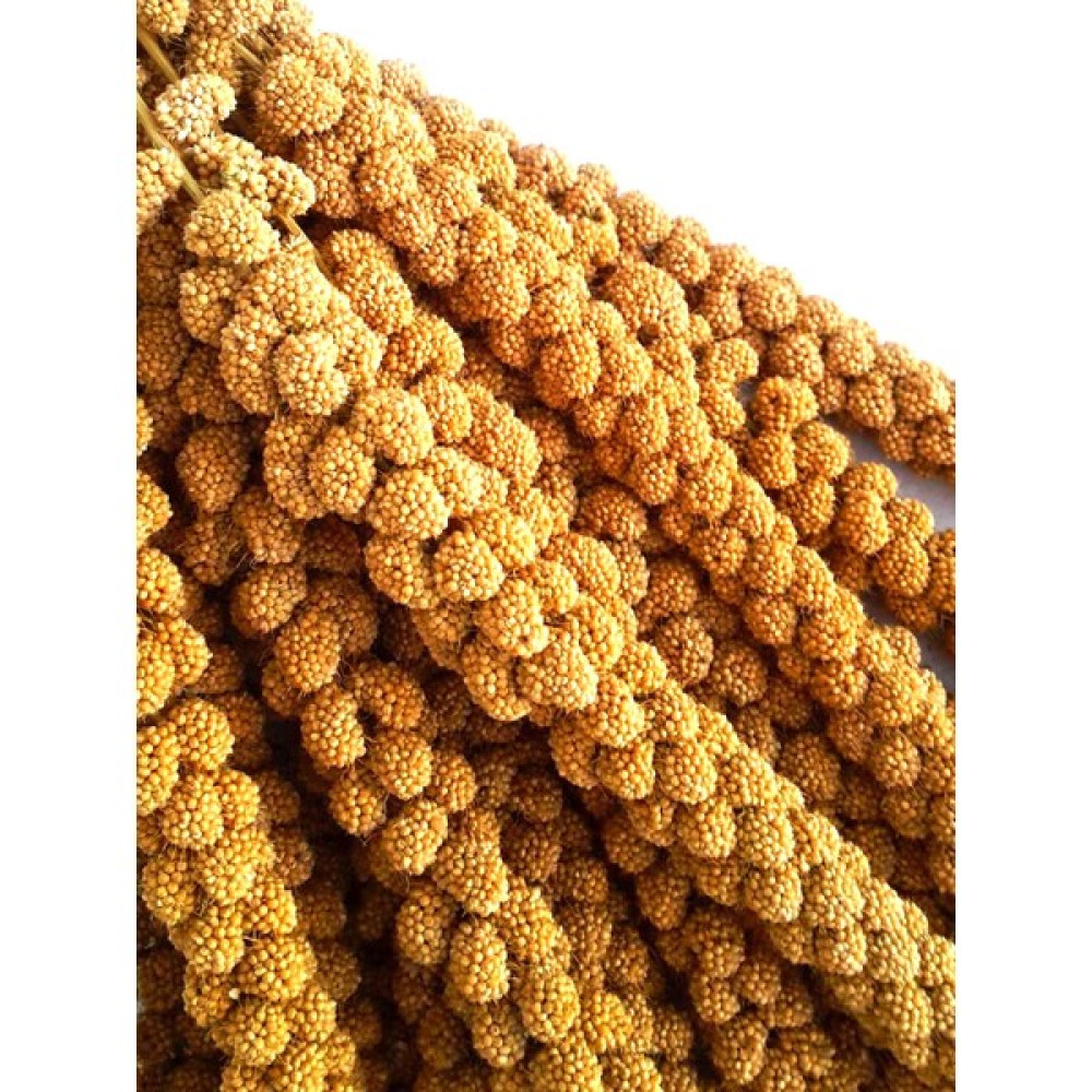 For Life AVM Doğal Sarı Dal Darı Kuş Yemi 250 gr Evcil Hayvan Ürünleri Fiyatı