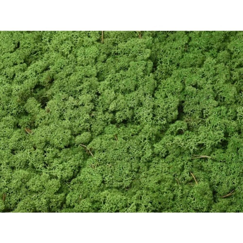 Forest Green Şoklanmış Reindermoss Teraryum Yosunu 50 gr Bitki Fiyatı